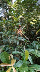 Nephila constricta