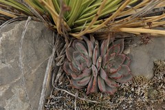 Echeveria cuspidata