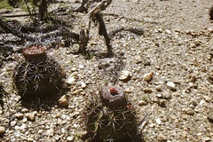 Melocactus curvispinus caesius