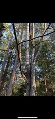 Amelanchier arborea arborea