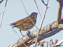 Turdus philomelos