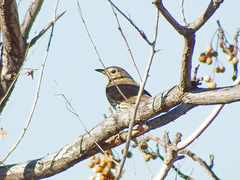 Turdus philomelos