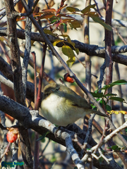 Phylloscopus collybita