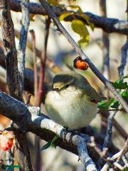 Phylloscopus collybita