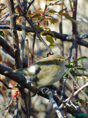 Phylloscopus collybita