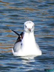 Chroicocephalus ridibundus