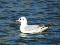 Chroicocephalus ridibundus