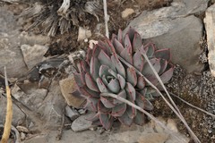 Echeveria cuspidata