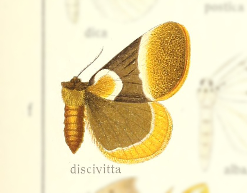 Pseudobistonidae