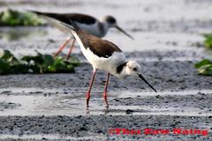 Himantopus himantopus