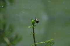Eubrychius velutus