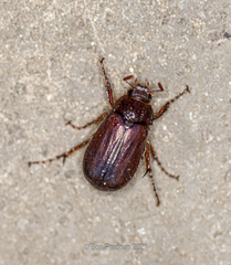 Coleoptera
