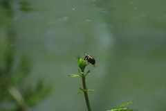 Eubrychius velutus