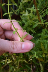 Gratiola brevifolia
