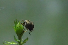 Eubrychius velutus