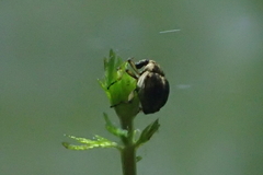 Eubrychius velutus