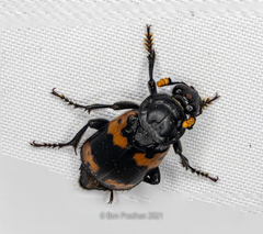 Nicrophorus nepalensis