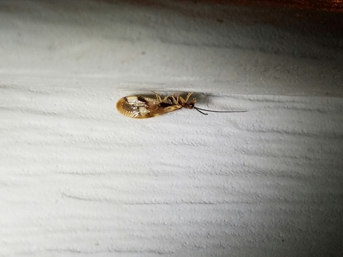 Climacia areolaris photo 4