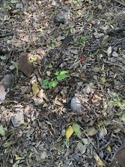 Platymiscium pinnatum