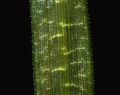 Blyxa aubertii