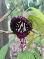 Aristolochia tongbiguanensis