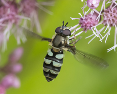 Megasyrphus laxus image