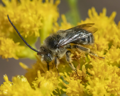 Melissodes illatus