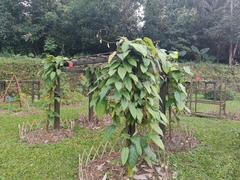 Aristolochia tongbiguanensis