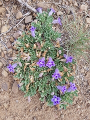 Aptosimum procumbens