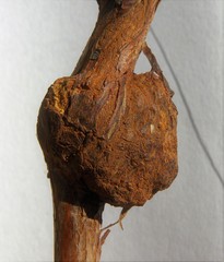 Lasioptera rubi