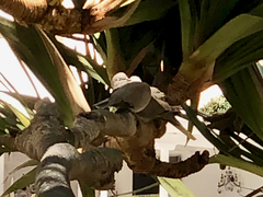 Streptopelia