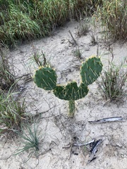 Opuntia alta