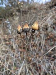 Silene latifolia alba