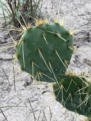 Opuntia alta