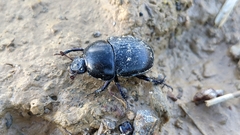 Sericotrupes niger
