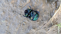 Sericotrupes niger