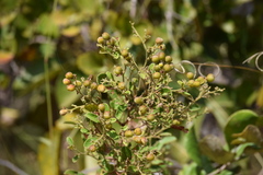 Davilla elliptica
