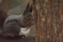 Sciurus vulgaris