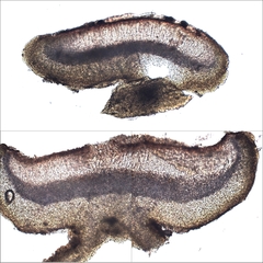 Lathagrium fuscovirens