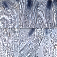 Lathagrium fuscovirens