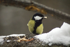 Parus major