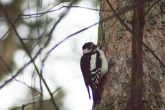 Dendrocopos major