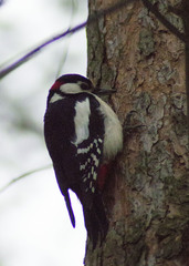 Dendrocopos major