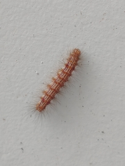 Lepidoptera