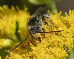 Melissodes illatus