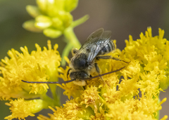 Melissodes illatus