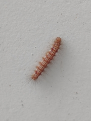 Lepidoptera