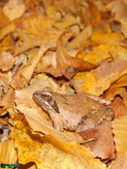 Rana pseudodalmatina