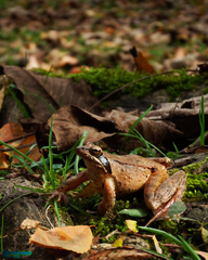 Rana pseudodalmatina