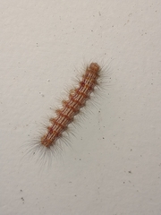 Lepidoptera